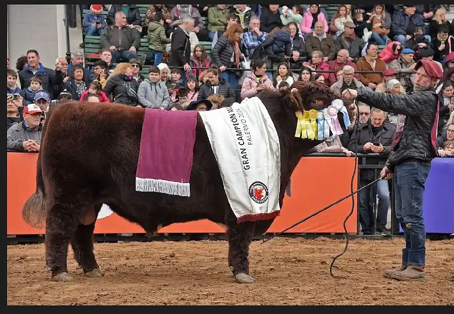 Shorthorn también tuvo sus grandes campeones en la Expo Rural 2024 ...