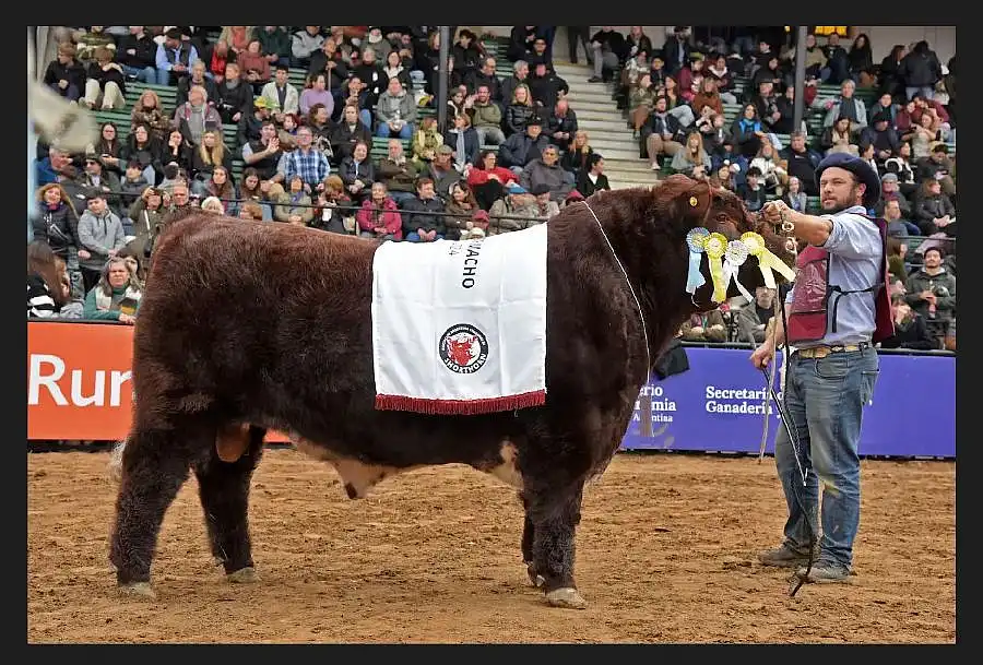 Shorthorn también tuvo sus grandes campeones en la Expo Rural 2024 ...