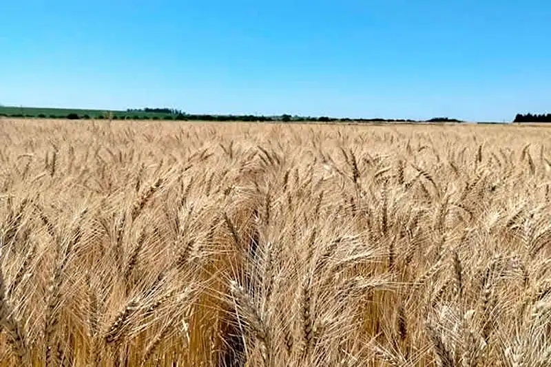 El consumo de fertilizantes consolidó su crecimiento con un aumento del 3 % en 2025