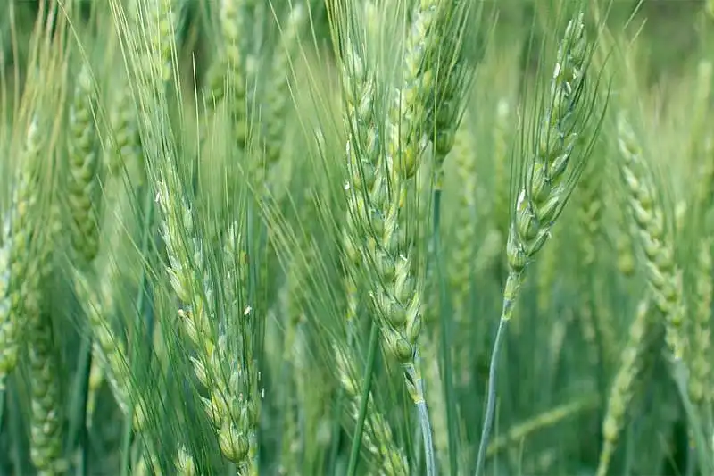 Gleba consolida su propuesta de alta especificación en trigo