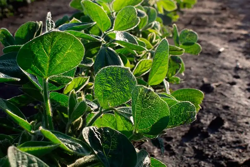 Grupo GR adquiere el semillero Haziak y consolida su programa de soja no transgénica en Argentina